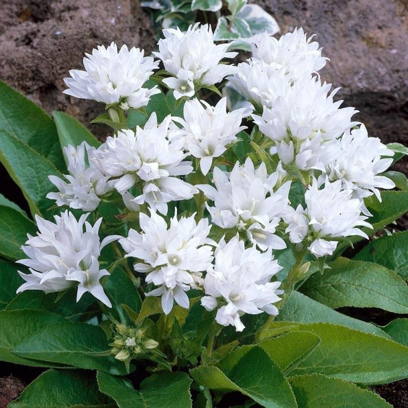 CAMPANULA glomerata Bellefleur White-кичуреста камбанка бяла  (1279)